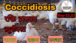 Coccidiosis disease in Broiler Poultry  मुर्गियों में खूनी दस्त  उपचार  Hindustan Poultry  Hindi [upl. by Aisinut]