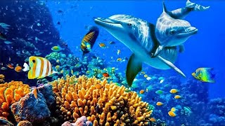 Relaxing Music to Relieve Stress Anxiety and Depression • Mind Body 🐬 Soothing music for nerves [upl. by Ahsenahs]