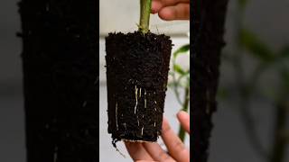 Growing lemon tree from cutting propagation lemontree shortsvideo [upl. by Milicent584]