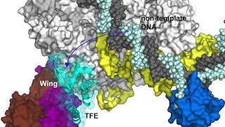 Archaeal RNA polymerase transcription [upl. by Lunn]