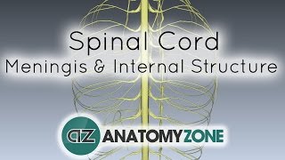 Spinal Cord  Meninges and Internal Structure  Anatomy Tutorial [upl. by Ahaelam666]