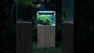 Back to nature 60p nature aquarium layout aquascape [upl. by Ahsinet]