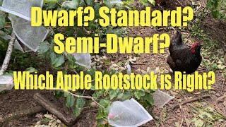 Pick the Right Apple Rootstock for Your Garden [upl. by Renado]