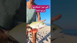 سمكة 🎣الميرا العنيدة🐟مصر صيد بحر شاطئ السعودية [upl. by Vashti631]