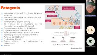 Conferencia Rotavirus Porcino [upl. by Eadrahs]