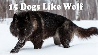 15 Dogs that look like wolves [upl. by Aruat]