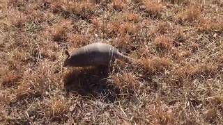 Chasing Armadillos Around the Field [upl. by Barstow]