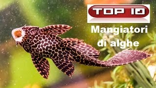 Top 10 Pesci alghivori per acquario dolce 🐠 [upl. by Harsho]