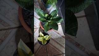 Minizinha Espadas de São Jorge Sansevieria 🌱 🥰 plantas jardin flores casa natureza plants [upl. by Repmek]