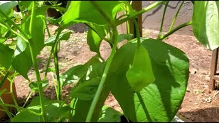 Garden Update Week 4 July 2024 [upl. by Holton]