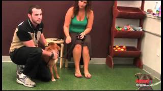 Meet a Petco Dog Trainer [upl. by Dijam]