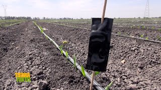 Tierra Fértil TvManejo agroecológico del gusano cogollero250323 [upl. by Gibbie]