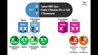 How is Fragile X Inherited [upl. by Orlanta]