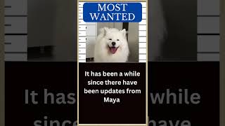 MAYA Polar Bear or Samoyed Dog 🐶 [upl. by Ennovad428]