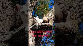 The Great Pecan Tree Heist A Cats Tale of Innocence [upl. by Sikram]