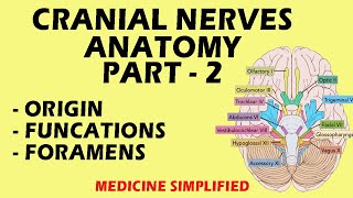 Cranial Nerves Anatomy  Cranial Nerves and their Functions  Part 2 anatomy medicine [upl. by Milka]