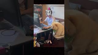 Warning  this video will make you believe in love at first woof or meow funnyanimals [upl. by Anaile]