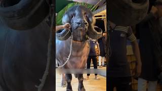 World most heaviest buffalo 🦬 😱 youtubeshorts shorts animals [upl. by Dodie674]