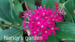 Grow  Care  Propagation  All time flowering plant  Pentas 2023 [upl. by Tilagram]