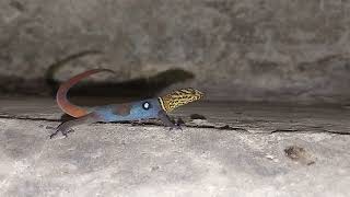 Tobago Ocellated Gecko Gonatodes ocellatus [upl. by Arakat]