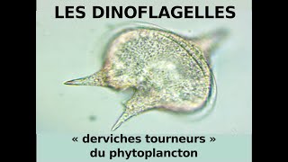 Les dinoflagellés derviches tourneurs du phytoplancton Hervé Kempf Lycée de lElorn [upl. by Yauqram]