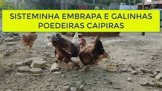 SISTEMINHA EMBRAPA E GALINHAS POEDEIRAS CAIPIRAS [upl. by Akemahc]