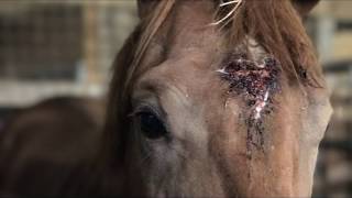 Why We Save Horses From Auctions [upl. by Jabon]