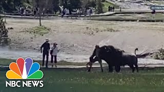 Bison Gores Yellowstone National Park Visitor [upl. by Ibrab]