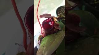 All my Nepenthes garden houseplantplants nepenthes carnivorousplant [upl. by Anecuza]