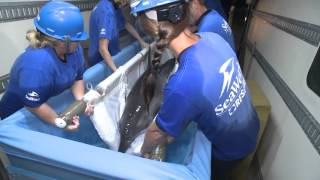 ​RoughToothed Dolphin with Hearing Loss Rescued by SeaWorld [upl. by Nessah]