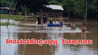 Floods inundate homes people and animals ទឹកជំនន់ជន់លិចផ្ទះមនុស្ស និងសត្វពាហនៈ DRKhcountryside [upl. by Ellett824]