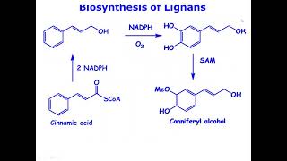 Shikimate PathwayNatural Product Chemistry Lectures [upl. by Hairim]