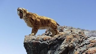 Documental De TIGRE Diente De sable cazadores prehistoricos Documental De nationaL Geogra [upl. by Ittap]