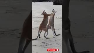 Animal Fight Wallaby Fight on the beach animals [upl. by Amelie974]