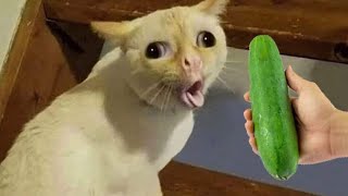 Cat vs Cucumbers Reaction  Cats scared of Cucumbers Compilation  Funny Video 2023 [upl. by Aseeram]