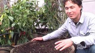 Planting 45 Garlic Cloves in a Half Wine Barrel Container Garden [upl. by Annert]