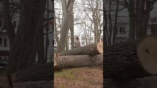 CleanUp Shots of dead Ash Trees [upl. by Aurie]