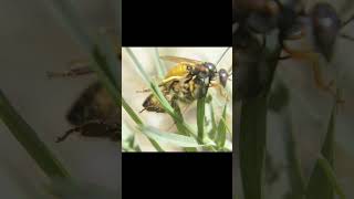 Cicada KILLER Wasp WRESTLES Bee [upl. by Anitac]