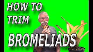 How To Trim Bromeliads [upl. by Jeana]