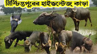 ১৩ই অগ্রাহনে নিশ্চিন্তপুরের আসরে এই কাড়াগুলিতে প্রাইজ থাকবে [upl. by Ynnavoeg311]