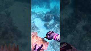 Bahamas Spearfishing [upl. by Bijan]