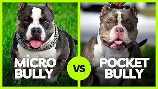 Micro Bully vs Pocket Bully What’s The Difference [upl. by Towney]