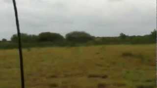 Hunting Nilgai Texas Style [upl. by Inatsed]