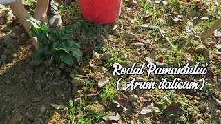 Rodul Pamantului Arum italicum RoxanaAlina [upl. by Aleda]