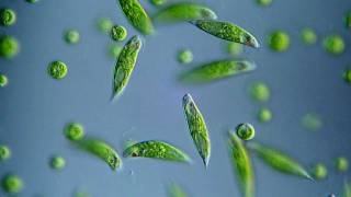 Euglena viridis  BF DIC microscope 400x [upl. by Daniels945]