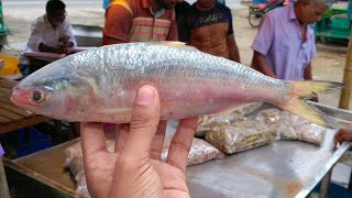 THE HILSA FISH  Asian Fish Market [upl. by Lavro]