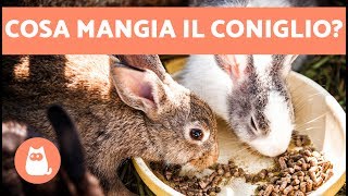 Cosa mangia il CONIGLIO 🐰🥕 ALIMENTAZIONE del coniglio cucciolo adulto anziano [upl. by Viridis]