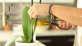 How do I care for my orchids after blooming ends [upl. by Gamber]