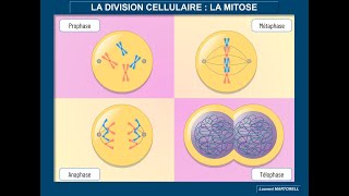 Tout savoir et comprendre sur la mitose [upl. by Loziram]