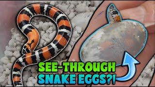 Gorgeous Baby Tricolor Hognose Snakes Hatching [upl. by Phineas]